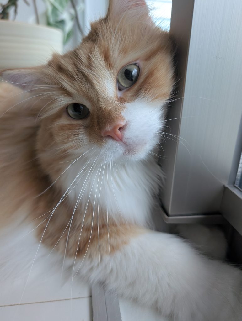 犬 猫 ペットシッター 静岡市 葵区 駿河区 清水区 藤枝市 焼津市 シニア お世話代行 猫 保護猫 多頭飼