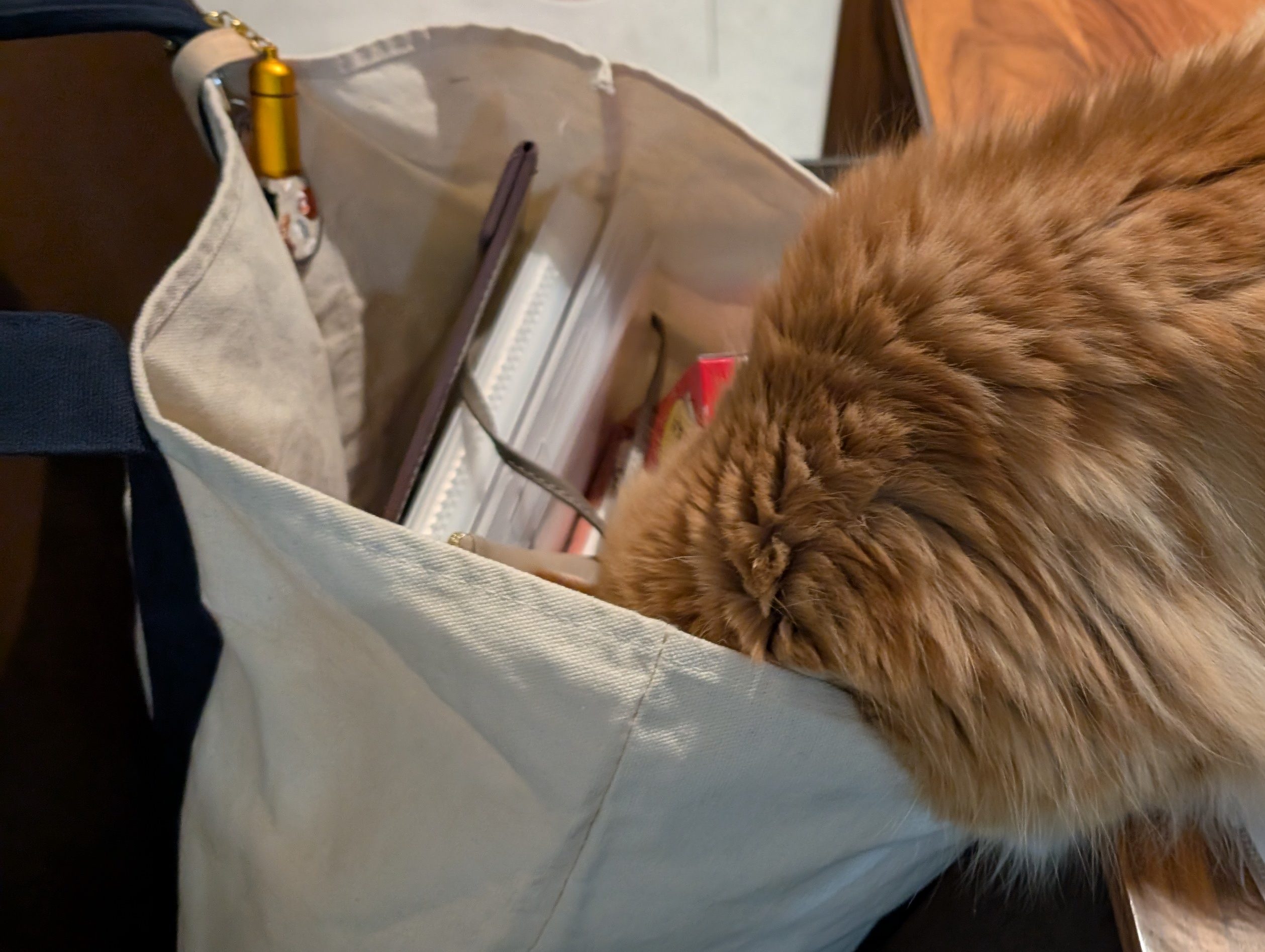 犬 ペットシッター 静岡市 葵区 駿河区 清水区 藤枝市 焼津市 シニア お世話代行 猫 保護猫 多頭飼