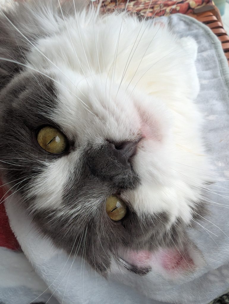 犬 猫 ペットシッター 静岡市 葵区 駿河区 清水区 藤枝市 焼津市 シニア お世話代行 猫 保護猫 多頭飼