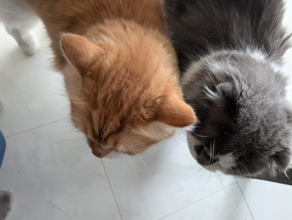 犬 猫 ペットシッター 静岡市 葵区 駿河区 清水区 藤枝市 焼津市 シニア お世話代行 猫 保護猫 多頭飼