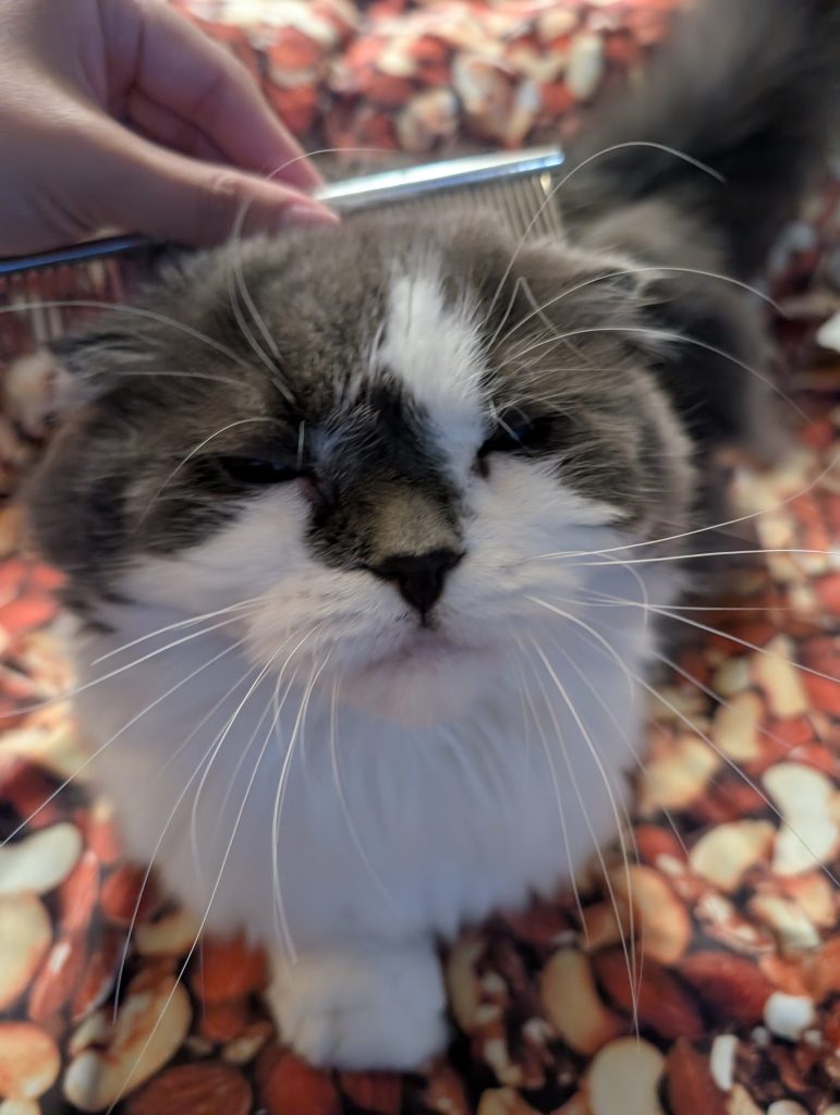 犬 猫 ペットシッター 静岡市 葵区 駿河区 清水区 藤枝市 焼津市 シニア お世話代行 猫 保護猫 多頭飼