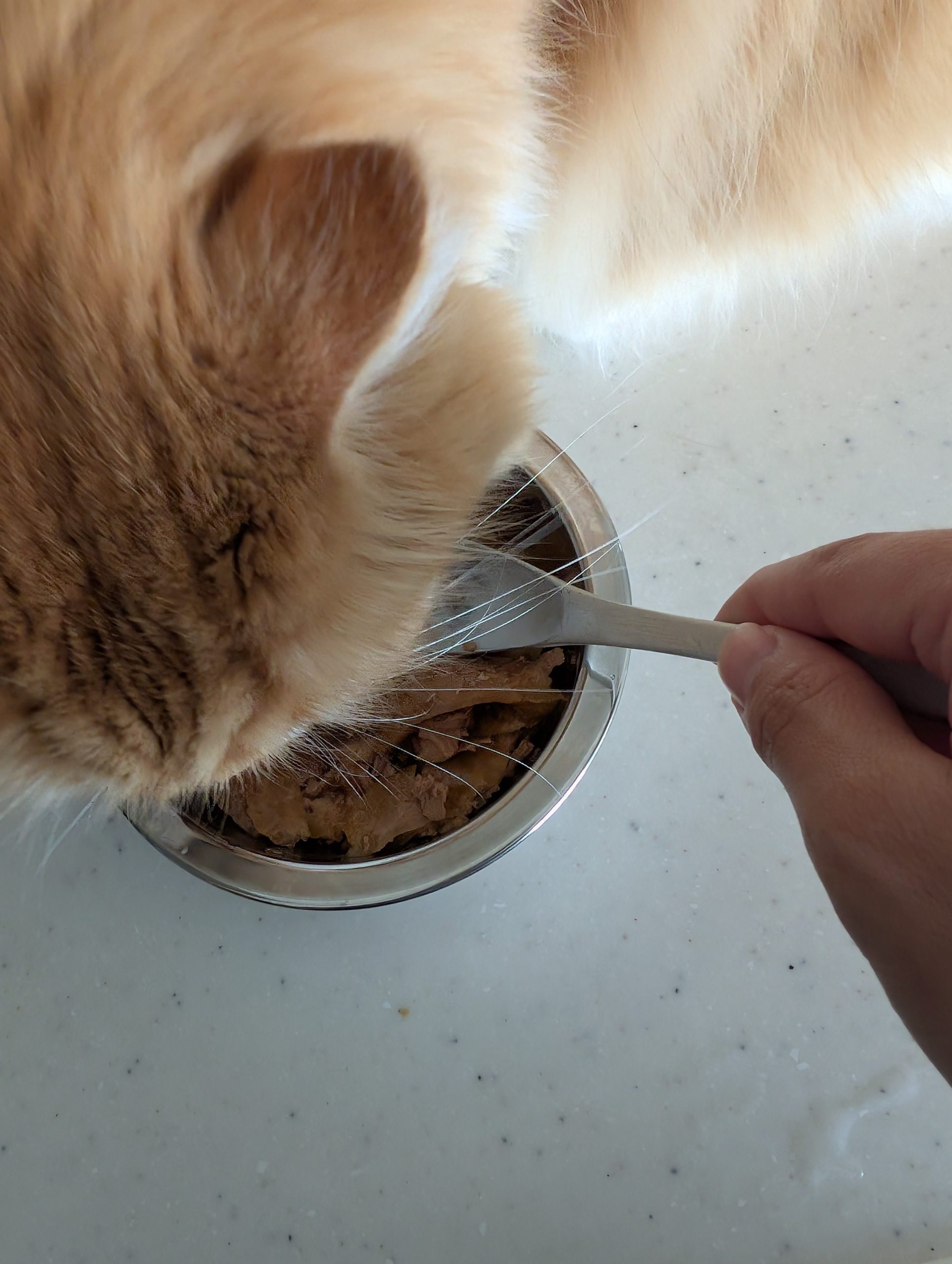 犬 猫 ペットシッター 静岡市 葵区 駿河区 清水区 藤枝市 焼津市 シニア お世話代行 猫 保護猫 多頭飼